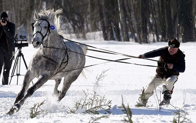 波兰人玩马拉雪橇享受冬日欢乐