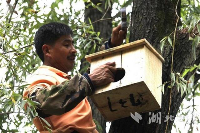 候鸟迁飞“先锋部队”陆续抵达湖北