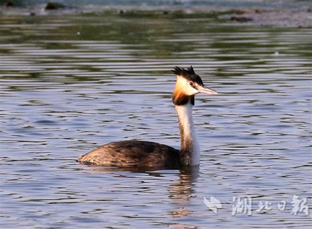 候鸟迁飞“先锋部队”陆续抵达湖北