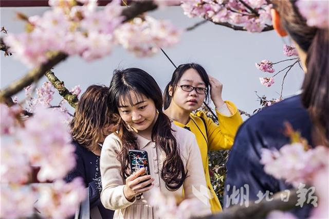 2019中国武汉东湖樱花节开幕