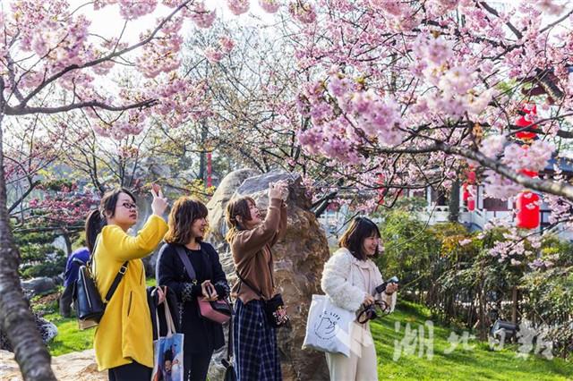 2019中国武汉东湖樱花节开幕