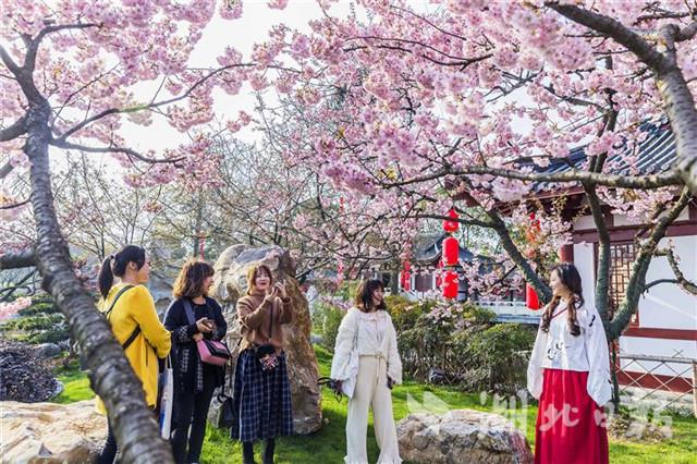 2019中国武汉东湖樱花节开幕