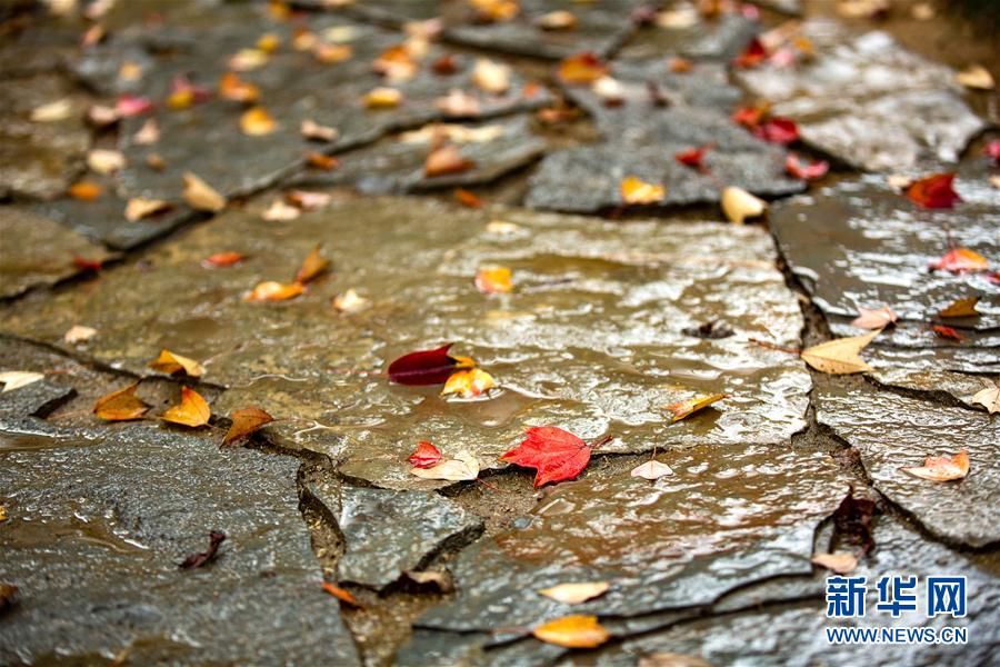 湖北秭归：冬雨“枫”韵