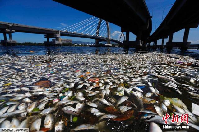 巴西瓜纳巴拉湾现大量死鱼 此地为2016奥帆赛场