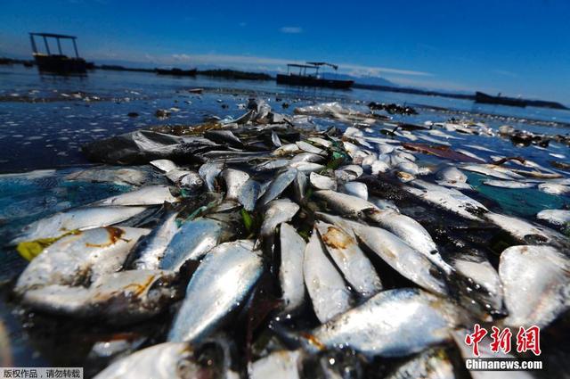 巴西瓜纳巴拉湾现大量死鱼 此地为2016奥帆赛场