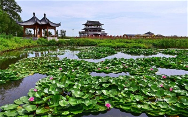 盘锦鼎翔旅游风景区迎来最美时节 第二届芦花节暨2020摄影大赛启动