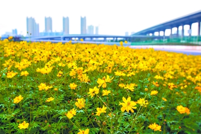 闲置用地变身百万平米花田花海