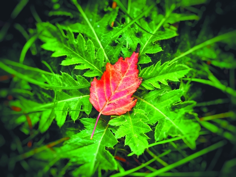 假日探访五花山色