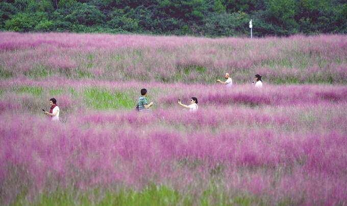 南京江宁汤山矿坑公园粉黛乱子草进入盛花期