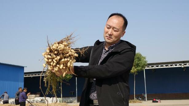 新乐市花生行业协会会长张红坡：带动农户增收致富 实现农业梦