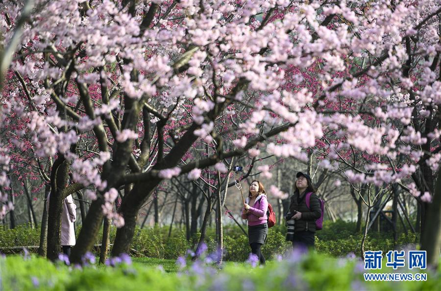 武汉东湖樱花节开幕