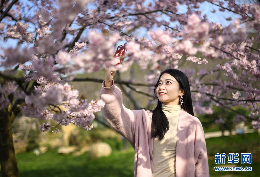 武汉东湖樱花节开幕