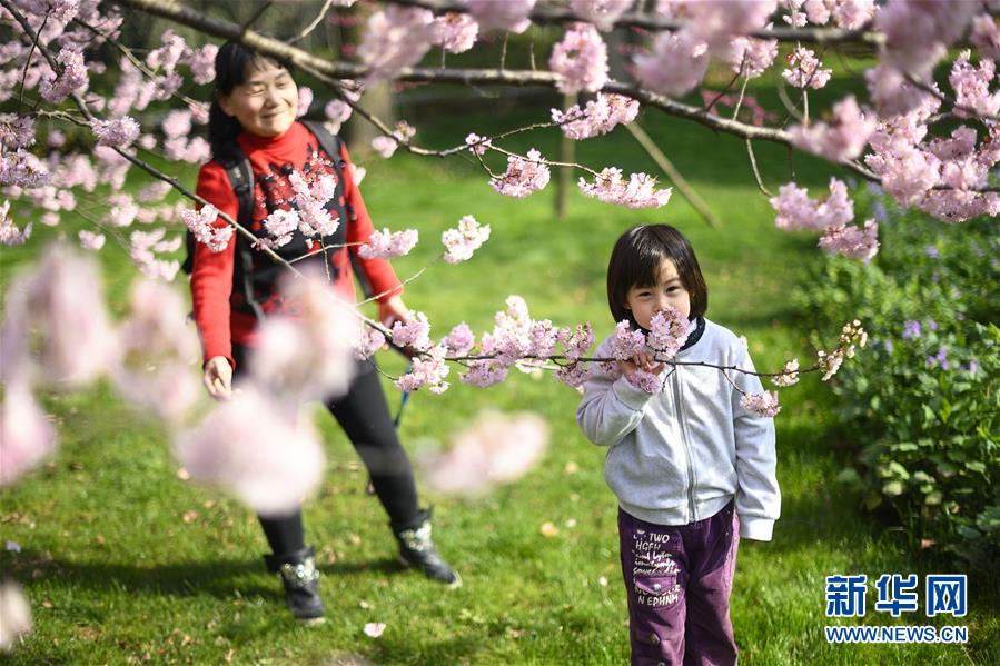 武汉东湖樱花节开幕