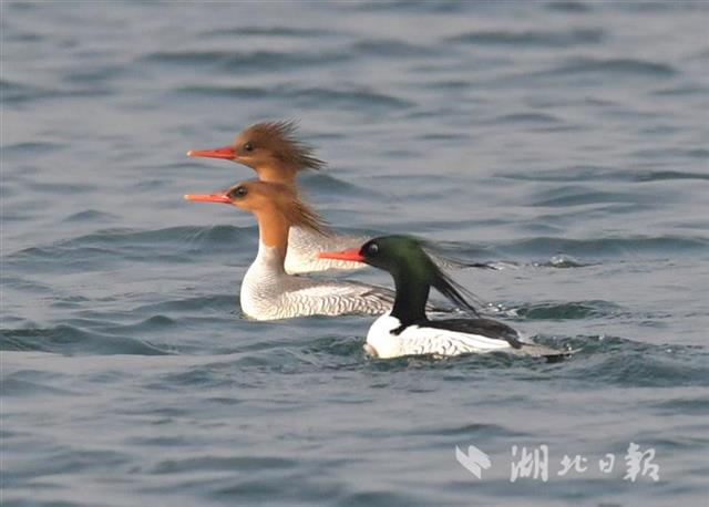 荆宜共建漳河中华秋沙鸭保护基地