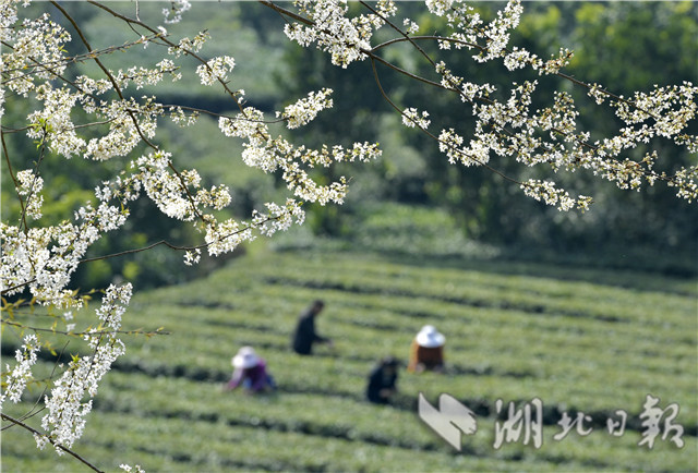 恩施：土苗山乡采春茶