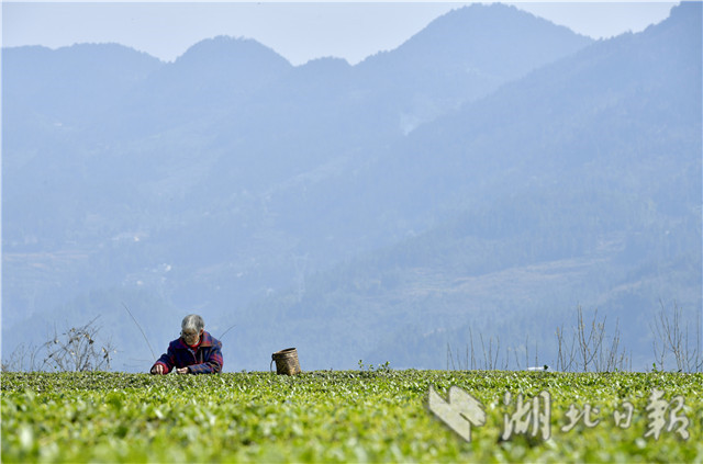 恩施：土苗山乡采春茶