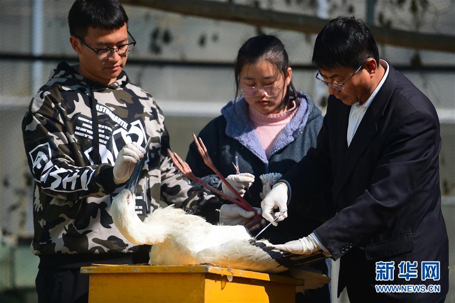 河北沧州：救助迁徙候鸟