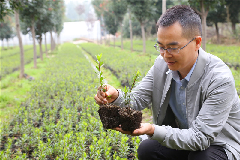 【B】平顶山市叶县：花卉苗木种植助农增收脱贫