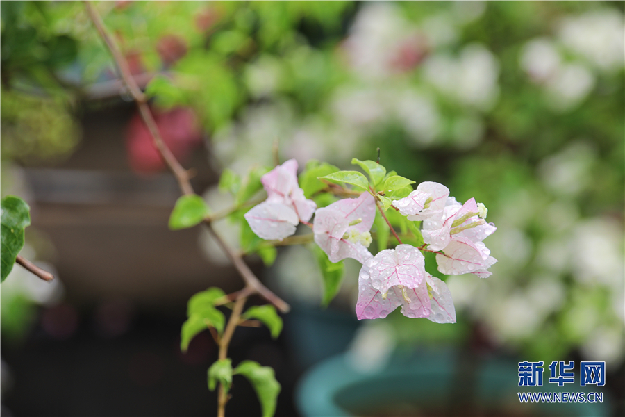 重庆：乡村鲜花经济悄然绽放