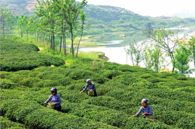 【河南好项目-图片】南阳桐柏茶叶香飘