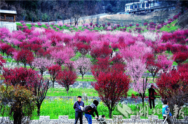 十堰：梅花绽放春意浓