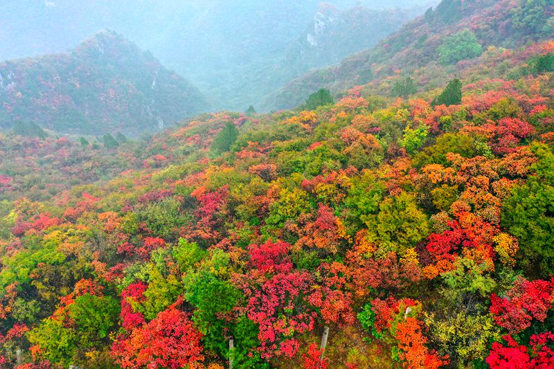 【城市远洋】美翻了！河南焦作：十万亩红叶海染尽秋山