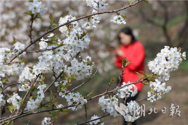 襄阳：农家樱桃花开醉游人