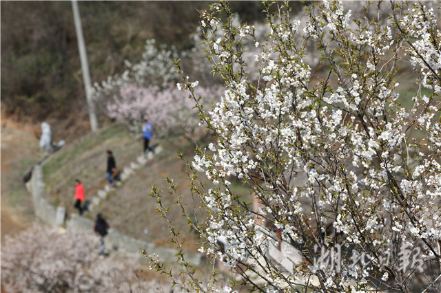 襄阳：农家樱桃花开醉游人