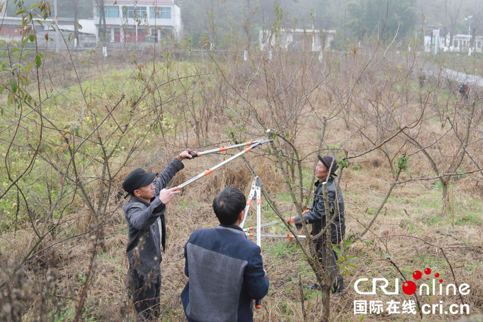 贵州黔西：治荒致富的绿色生态经济林