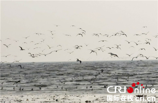 鸟浪奇观成“生态名片” 营口为候鸟打造宜居乐园