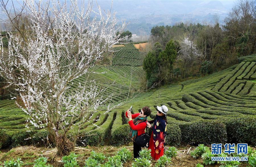 陕西汉中：茶园春色