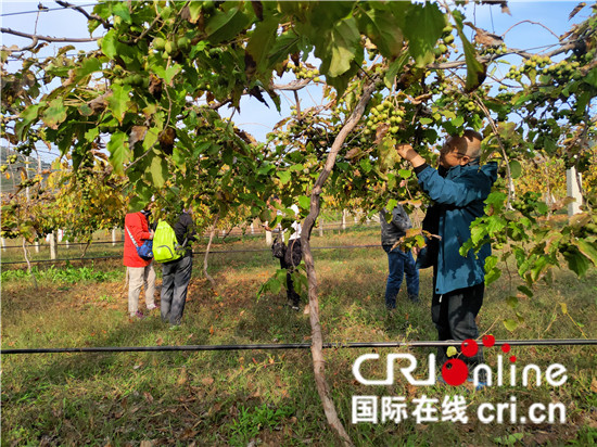 乡村振兴在路上 沈北新区“马刚金秋林果节”启动