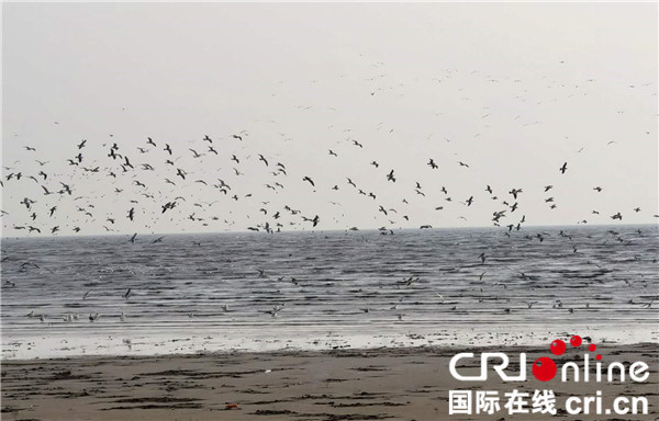 鸟浪奇观成“生态名片” 营口为候鸟打造宜居乐园