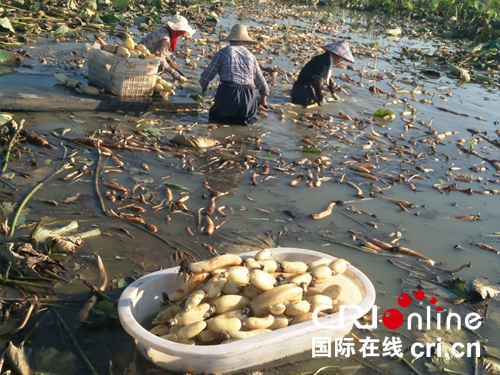 【河南在线列表】【移动端文字列表】信阳市固始县郭陆滩镇：绘就乡村发展新画卷