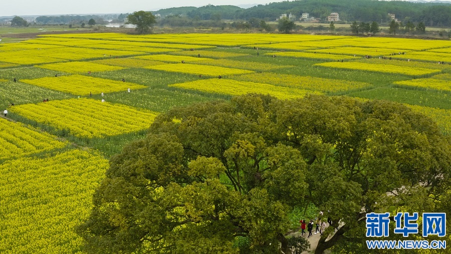 航拍江西吉水县千亩油菜花海