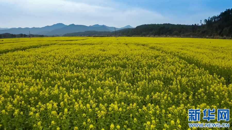 航拍江西吉水县千亩油菜花海