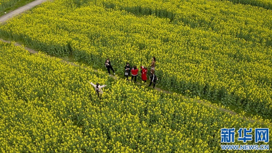 航拍江西吉水县千亩油菜花海