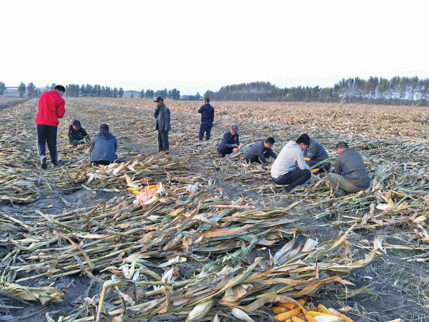 为了大地的丰收——吉林省松原市推进秋收工作纪实