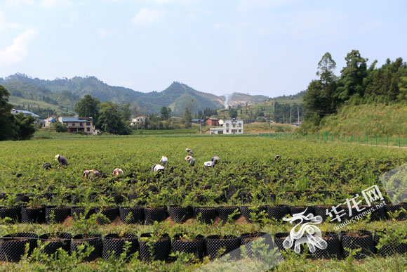 【区县联动列表】南川：“旅游后备箱”撬动农旅融合产业链