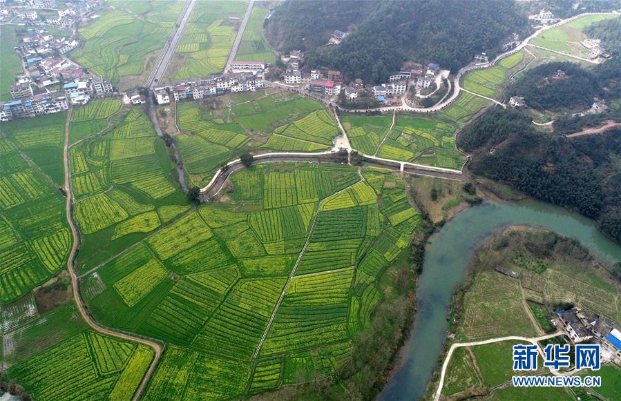 江西东桥镇：赣西大地 油菜花开