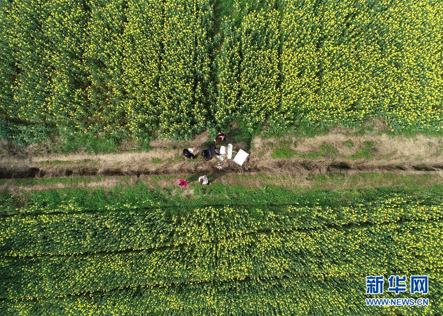 江西东桥镇：赣西大地 油菜花开