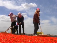 坐着高铁看中国丨走近青藏铁路 格尔木：小枸杞撑起戈壁绿洲