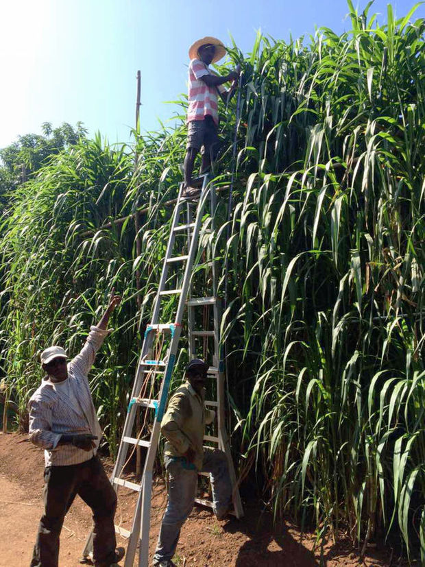 新华视点|习近平推动的菌草技术 在巴新造就传奇