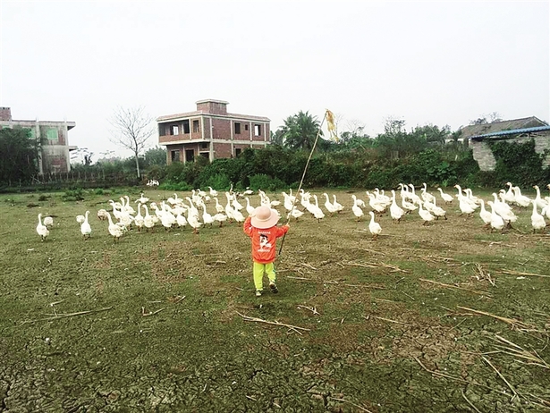 【旅游房产】【即时快讯】乐活！80后大学教师古村里办起农家乐