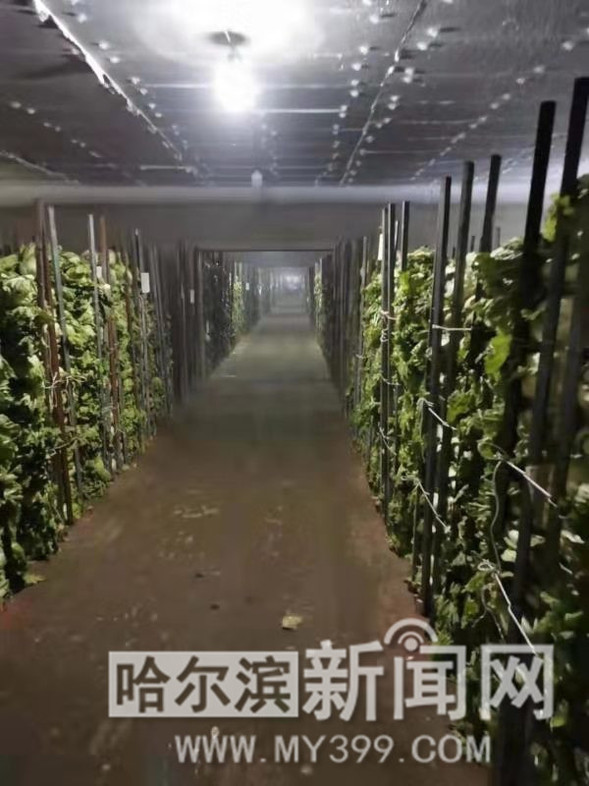 哈尔滨市级储备蔬菜30日起投放市场