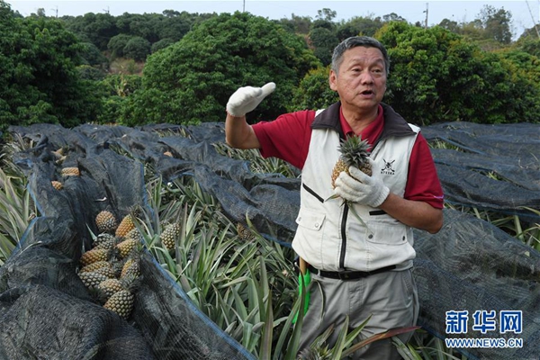 高雄“凤梨达人”的凤梨经（焦点高清）（财智推荐）