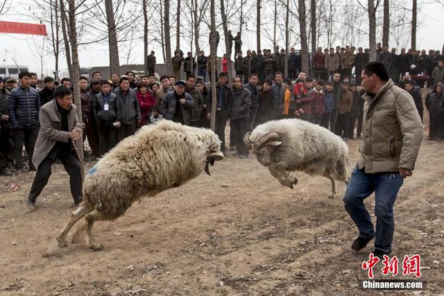 河南滑县举行斗羊比赛 场面激烈