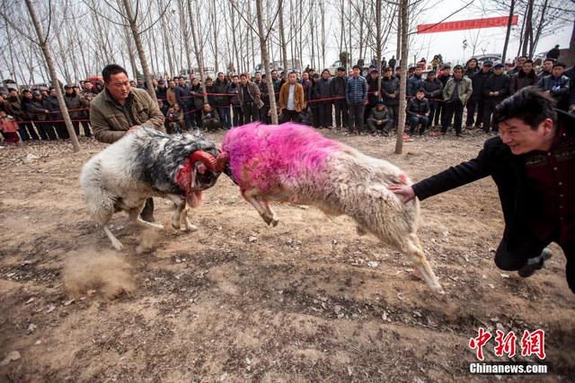 河南滑县举行斗羊比赛 场面激烈