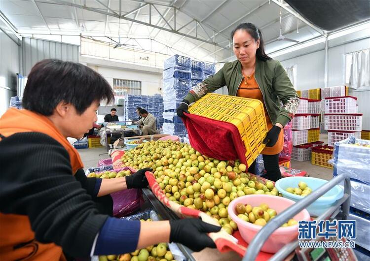 陕西渭南大荔小坡村：黄河滩边果飘香