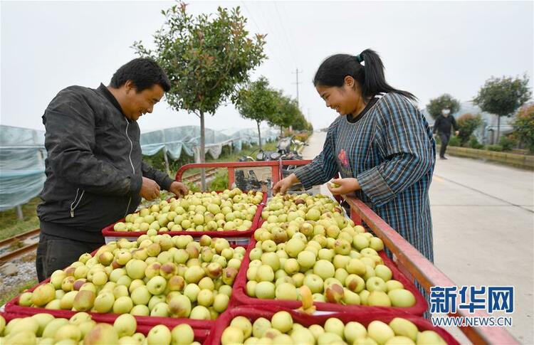 陕西渭南大荔小坡村：黄河滩边果飘香